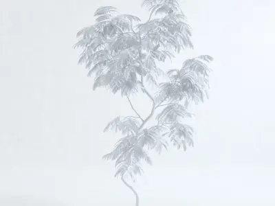 Everfresh Tree 2M - Cojoba arborea var angustifolia 3D model