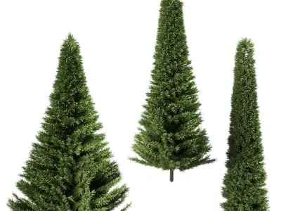 A set of fir trees of different diameters 3D model