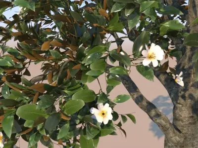 Ficus nitida decorative tree 3D model