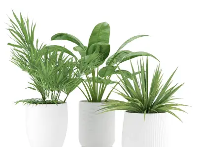 Plant-Set-001 plant in pot Free 3D model