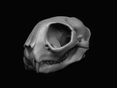 Cat Skull  3D model purchase