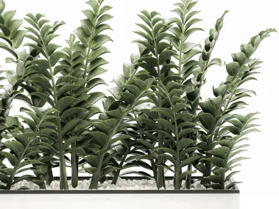 Zamioculcas in pots for the interior 534 3D model