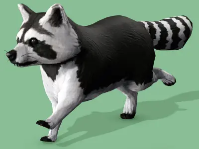 Raccoon Rigged Animated 3 Low-poly 3D model