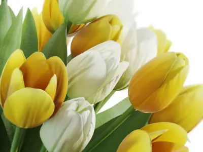 Flower Set 27 - Yellow and White Tulips Bouquet 3D model