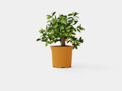 Citrus Calamondin Low-poly 3D model