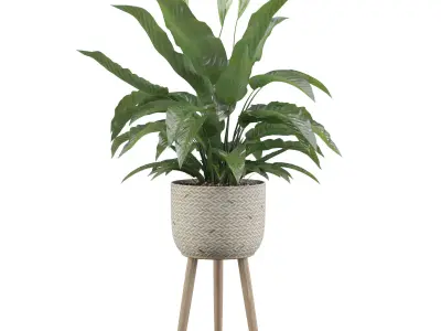 Peace Lily 01 3D model