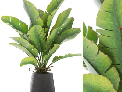 Plants collection vol 50