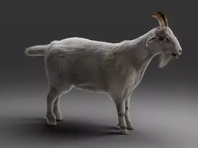 Fur Goat 02 NO Rigged in Blender Low-poly 3D model