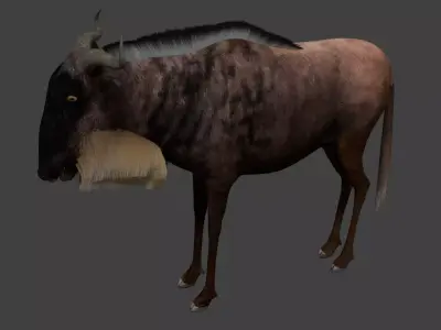 Wildebeest Low-poly 3D model
