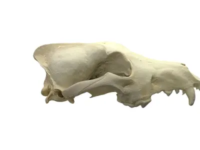 Skull - Wolf Low-poly 3D model