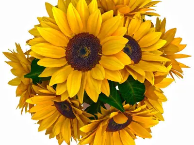 Sunflower bouquet 3D model
