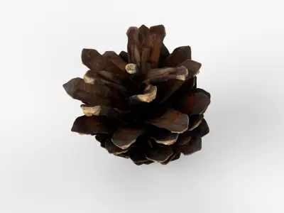 Photorealistic 3D scan of pine conifer cone Low-poly 3D model