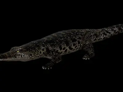 Nile Crocodile Low-poly 3D model