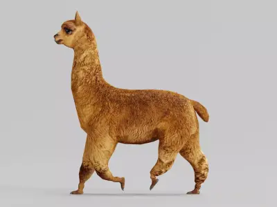 Alpaca Animal Low-poly 3D model