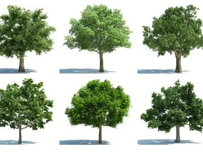 Modern Tree s 3D model