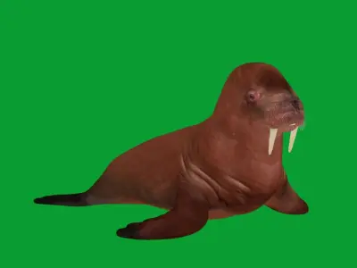 Walrus Low-poly 3D model