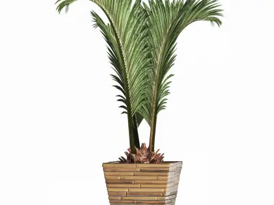 Plants Collection 180 Palm 3D model