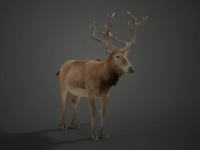 Male Deer with 2 Animations  VFX Grace 3D model