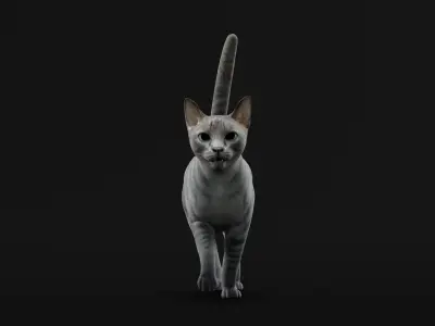 Grey Tabby Domestic Cat Low-poly 3D model