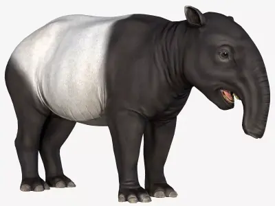 Malayan Tapir Low-poly 3D model
