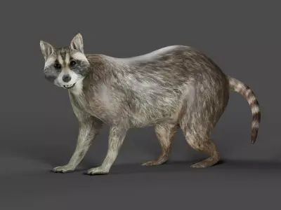 Raccoon Rigged in Blender Low-poly 3D model