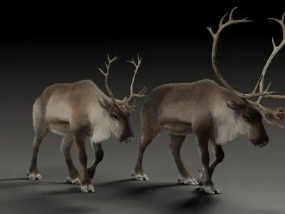 ReinDeer Male and Female Animated 3D model