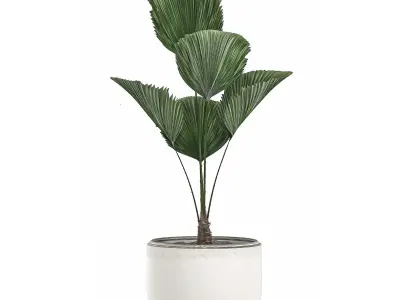 Decorative Licuala palm in a white flowerpot 522 3D model