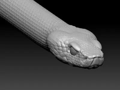 Asp Zbrush Model 3D model