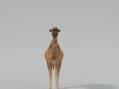 Camel Low-poly 3D model