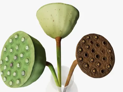 Lotus seed pods 3D model