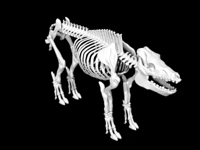 Pig Skeleton Low-poly 3D model