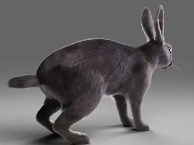 Fur Rabbit Gray V02 Rigged Low-poly 3D model