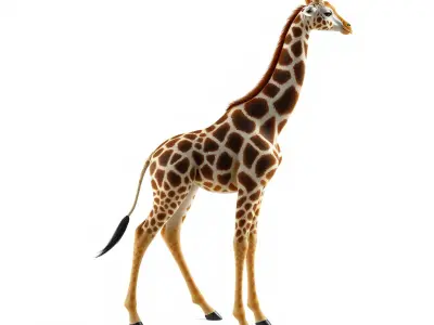 South African Giraffe Realistic Texture model pack Low-poly 3D model