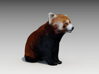 Red Panda Low-poly 3D model