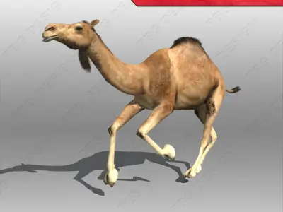 Camel 3D model