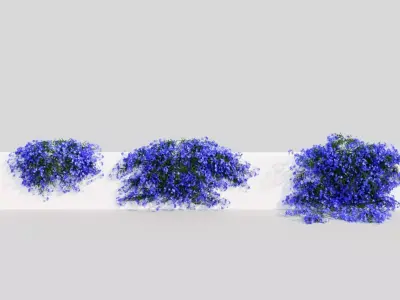 Lobelia erinus b 3D model