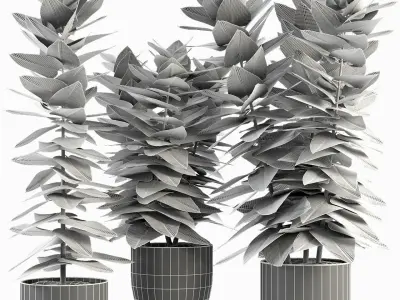 Collections Plants 5 3D model