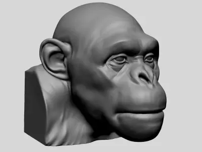 Chimp Head  3D model