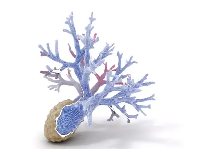 Pink Coral Growth model pack Low-poly 3D model