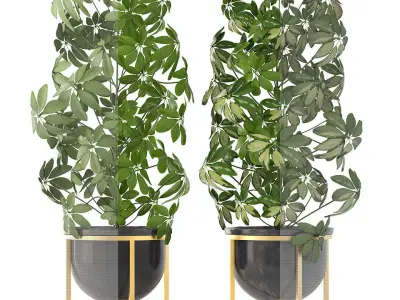 Schefflera arboricola 3D model