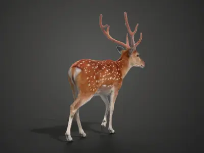 Male Sika Deer VFX Grace 3D model