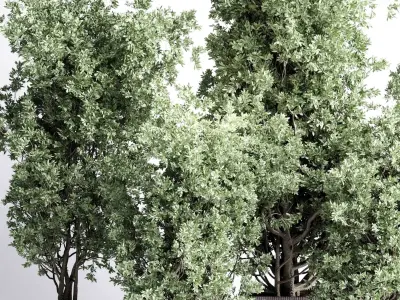 indoor plant set 431 pot plant old tree concrete dirt vase  Low-poly 3D model