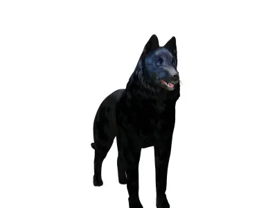 Groenendael Belgian Sheepdog Low-poly 3D model