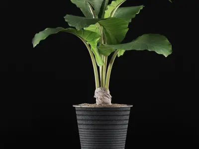 Plants Collection 52 3D model