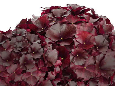 Bouquet Of Burgundy Flowers In A Vase Hydrangea 446 3D model