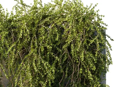 hanging Plants - Outdoor Plants 210 3D model