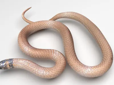 Crowned Snake 3D model