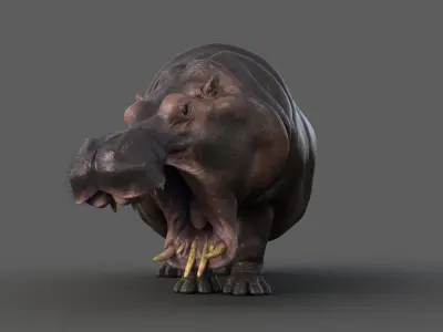 Hippopotamus RIG xgen 3D model