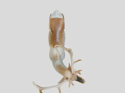 Majestic Deer 3D Model with Antler Details Low-poly 3D model