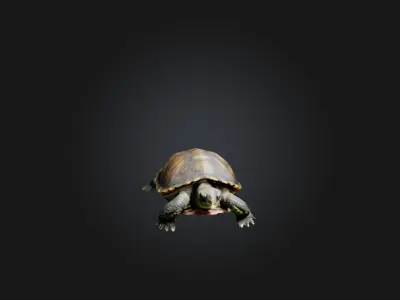 Realistic Injured Turtle Model Low-poly 3D model